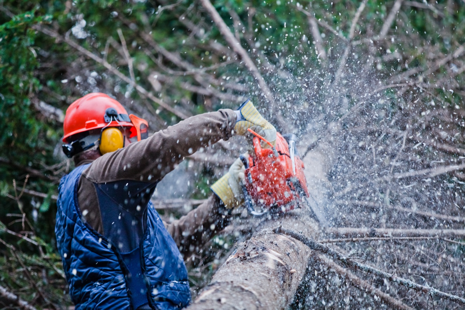 Professional arborist cutting a large tree with safety gear
